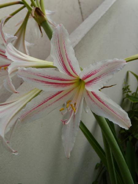 Hippeastrum canterai (c) copyright 2010 by Mariano Saviello.  All rights reserved.